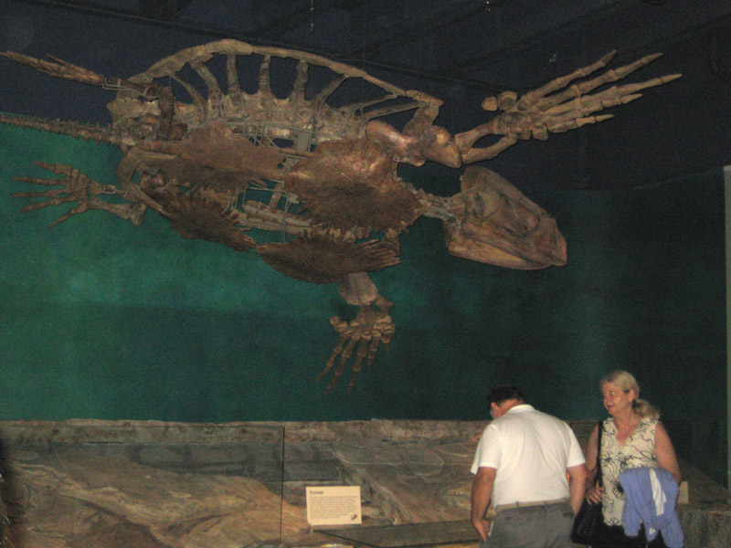 http://northtexasfossils.com/fieldtrips/2007-07-11/Picture-024-800.jpg