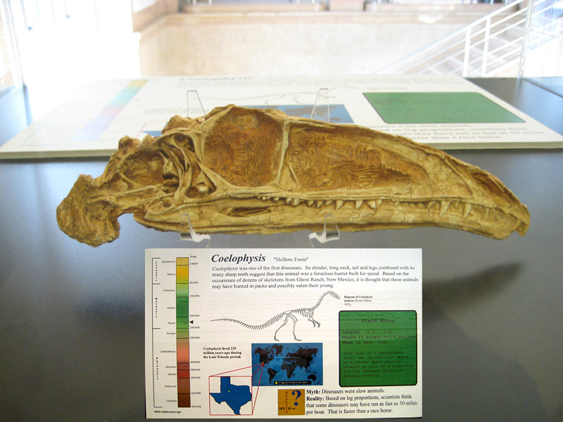 The Dallas Museum of Natural History - July 11, Aug. 9 ...