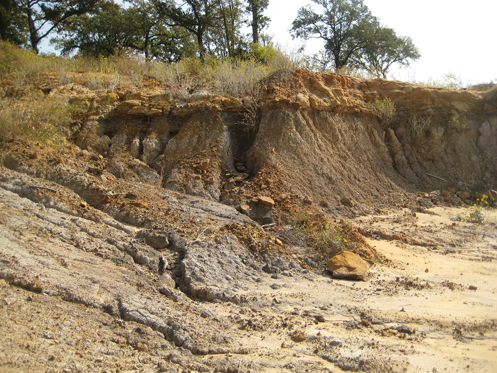 North Texas Fossils - Woodbine Formation