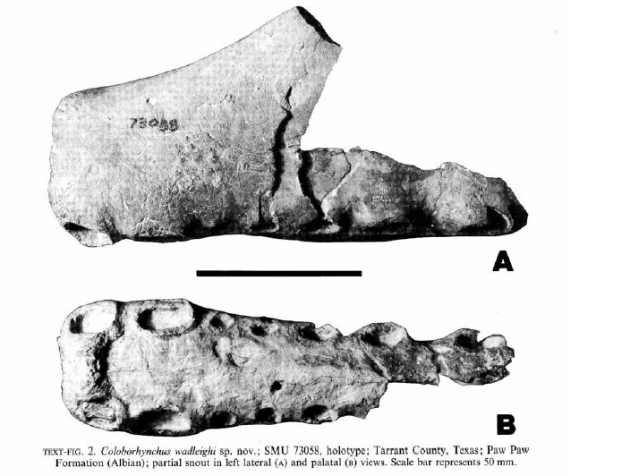 coloborhynchus